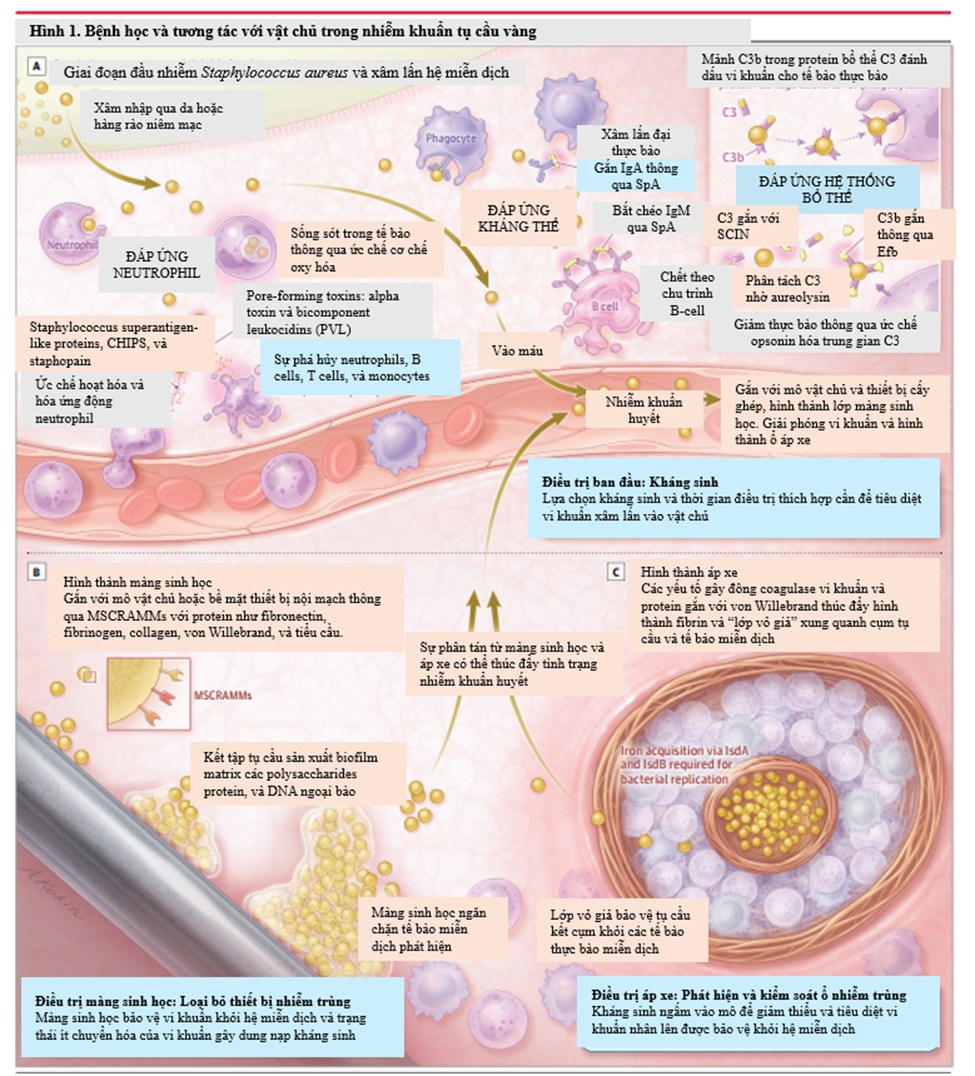 Minh hoạ tương tác